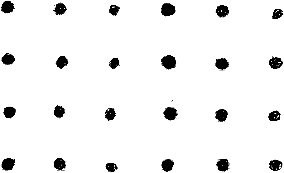 Method for rapidly authenticating green tide algae enteromorpha