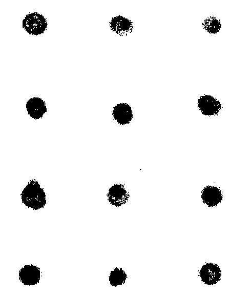 Method for rapidly authenticating green tide algae enteromorpha