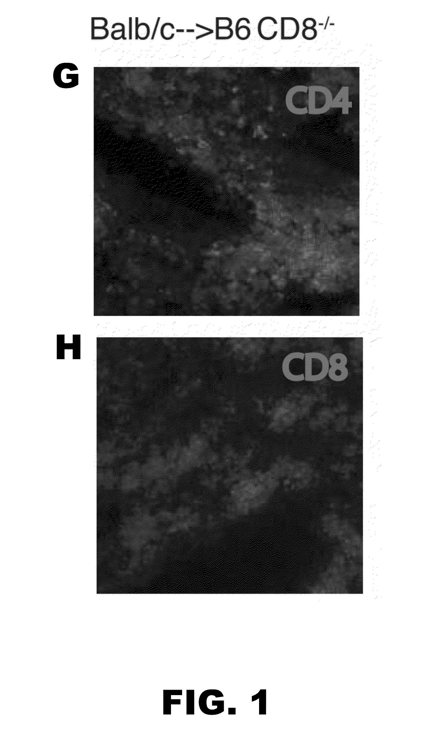 Induction of tolerance in lung allograft transplantation