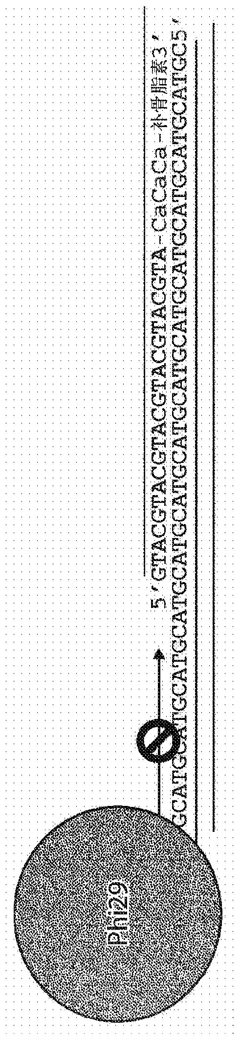 Selective enrichment of population of DNA in mixed DNA sample through targeted suppression of DNA amplification