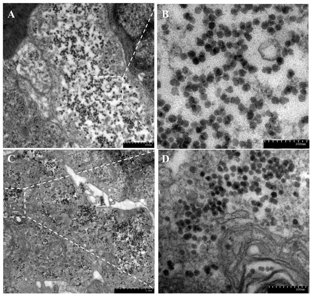 Isolated pathogenic yellow catfish calicivirus and its specific sequence and application