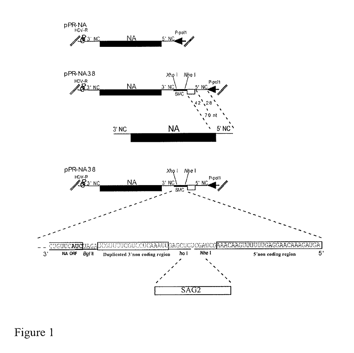 Utilization of recombinant influenza viruses and modified vaccinia ankara virus (MVA) with genes that encode for the <i>Toxoplasma gondii </i>SAG1 and SAG2 surface proteins, as vaccines against toxoplasmosis