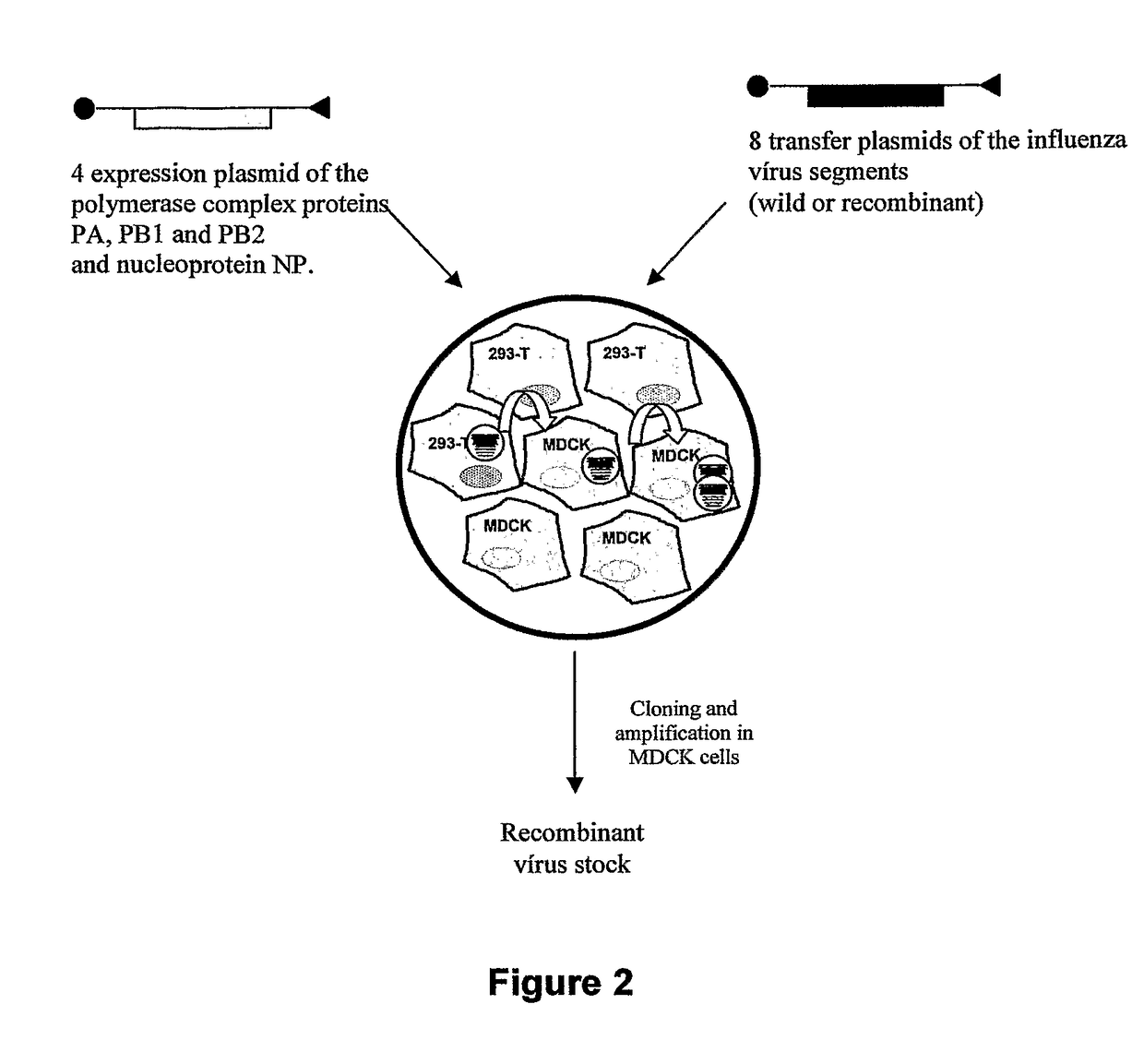 Utilization of recombinant influenza viruses and modified vaccinia ankara virus (MVA) with genes that encode for the <i>Toxoplasma gondii </i>SAG1 and SAG2 surface proteins, as vaccines against toxoplasmosis