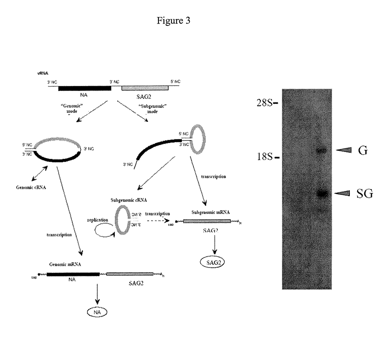 Utilization of recombinant influenza viruses and modified vaccinia ankara virus (MVA) with genes that encode for the <i>Toxoplasma gondii </i>SAG1 and SAG2 surface proteins, as vaccines against toxoplasmosis