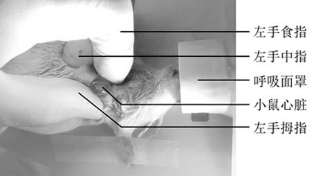 Manufacturing method of myocardial infarction model in rats