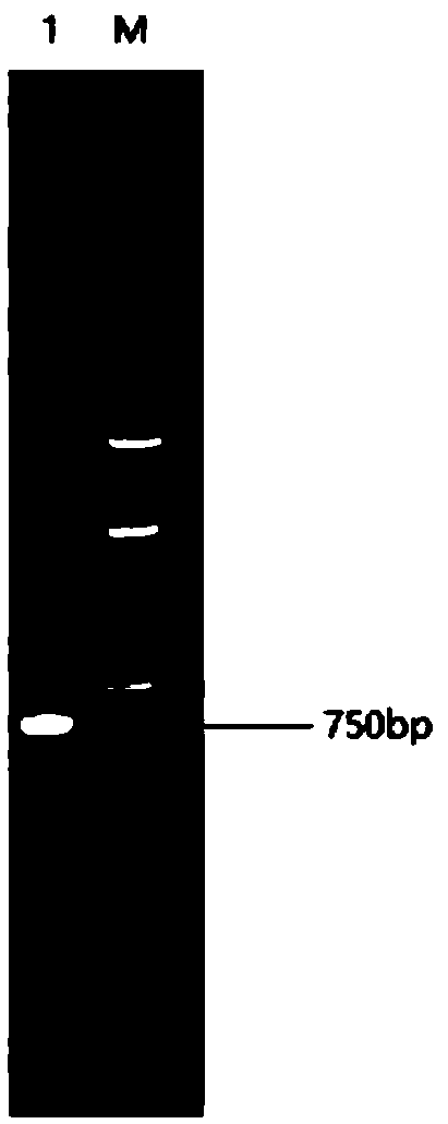 Novel lipase as well as preparation and application thereof