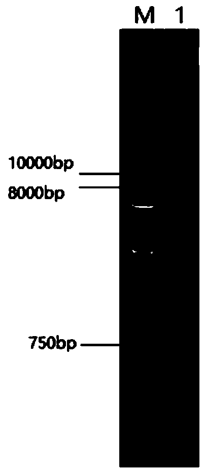 Novel lipase as well as preparation and application thereof