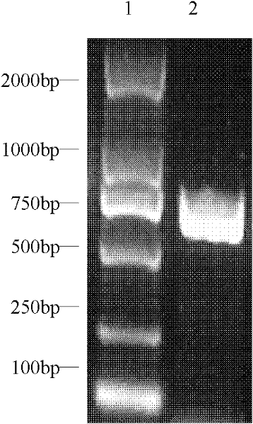 Mycoplasma ovipneumoniae Hsp70 (DnaK) C terminal gene recombinant plasmid