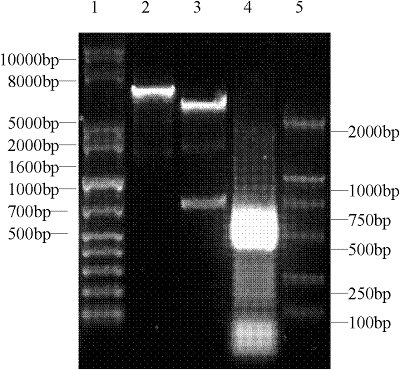 Mycoplasma ovipneumoniae Hsp70 (DnaK) C terminal gene recombinant plasmid