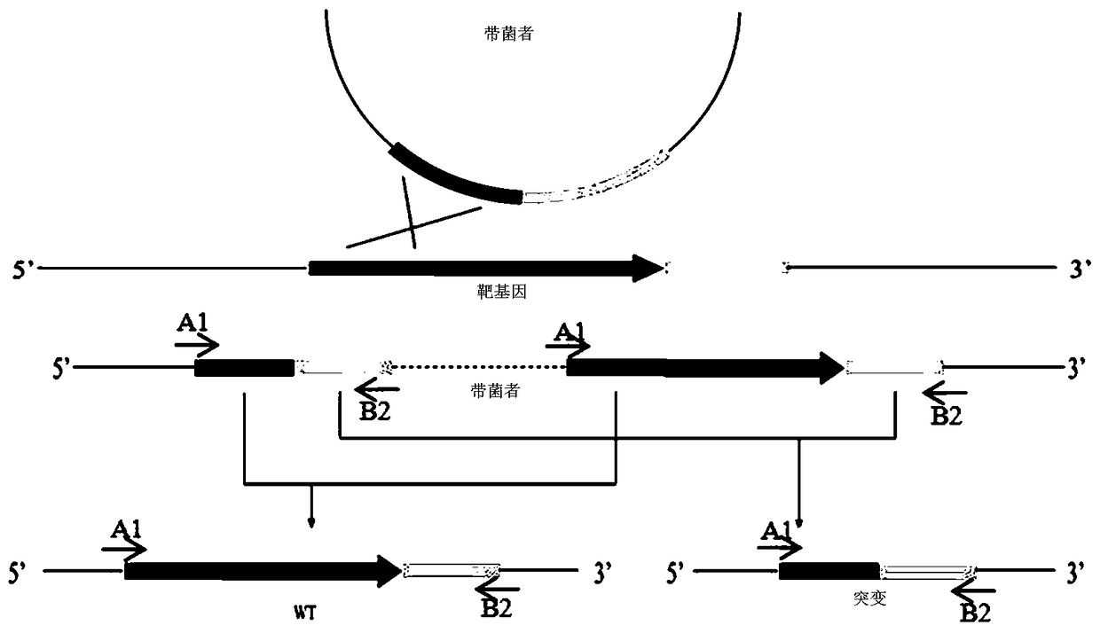 Nicotine selectively degrading bacterium construction method and application in waste tobacco water extract of nicotine selectively degrading bacteria