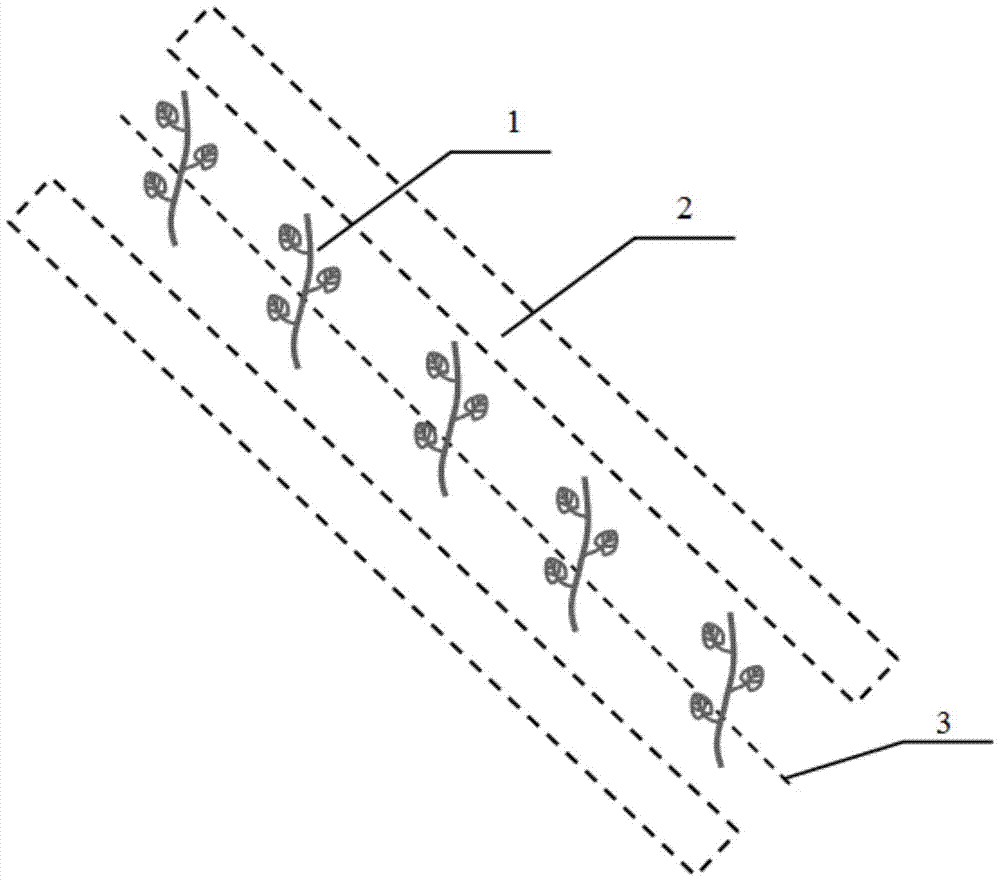 The protected cultivation method of grapes