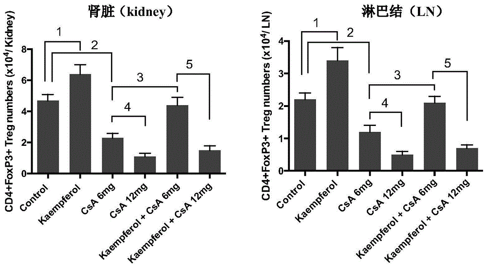 Application of kaempferol in drugs for inhibiting recipients' rejection of organ transplantation