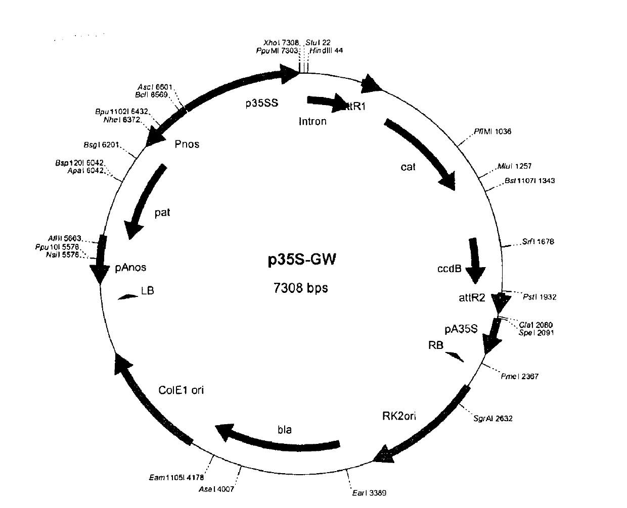 Soybean GmFTL1 protein and soybean GmFTL2 protein as well as applications thereof