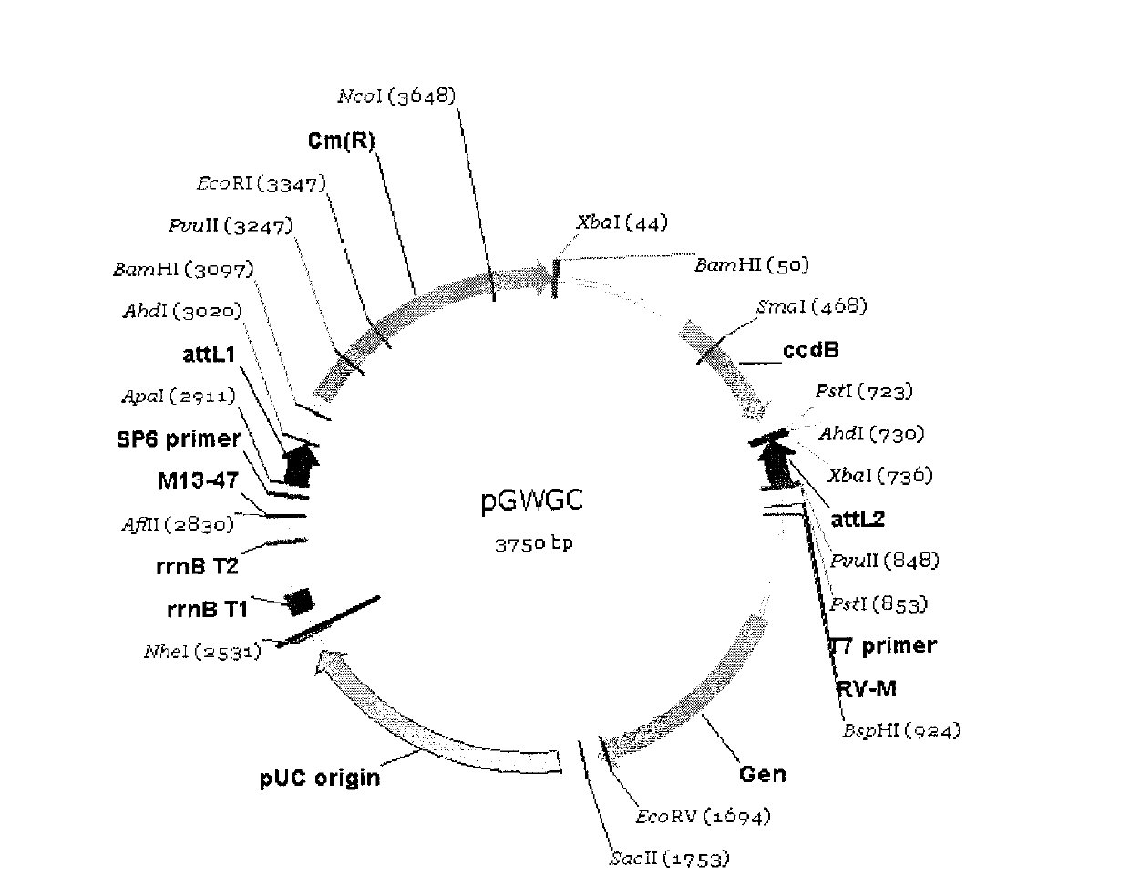 Soybean GmFTL1 protein and soybean GmFTL2 protein as well as applications thereof