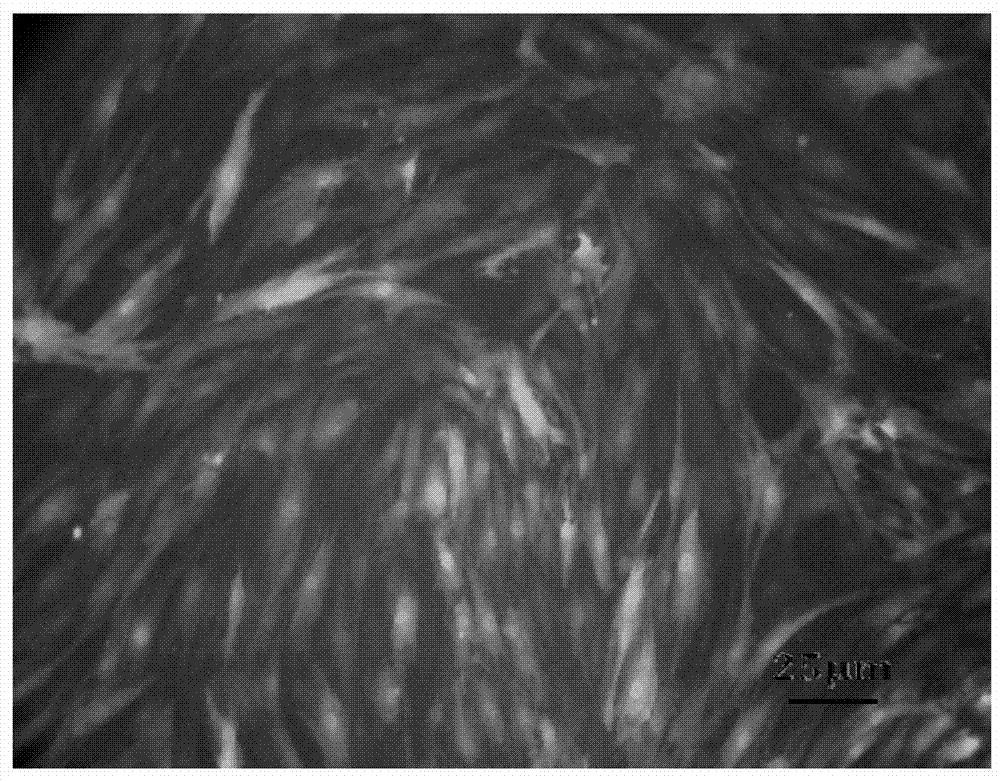 Method for establishing monoclonal mesenchymal stem cells and its application