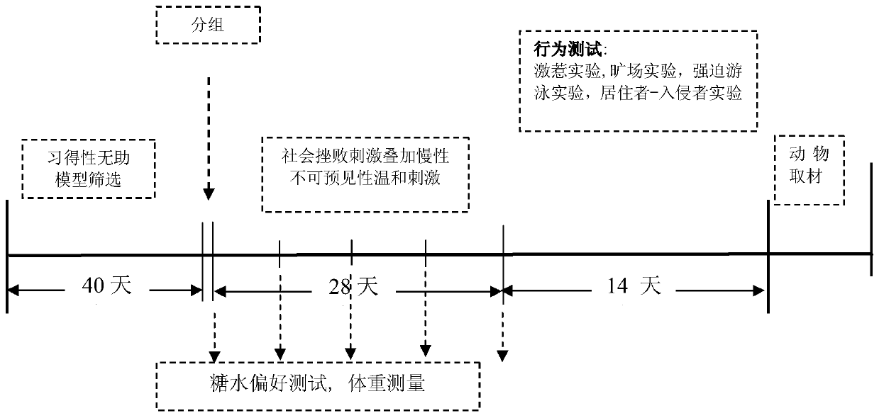 Construction method of animal model of suicide-related behavior based on sprague-dawley rats