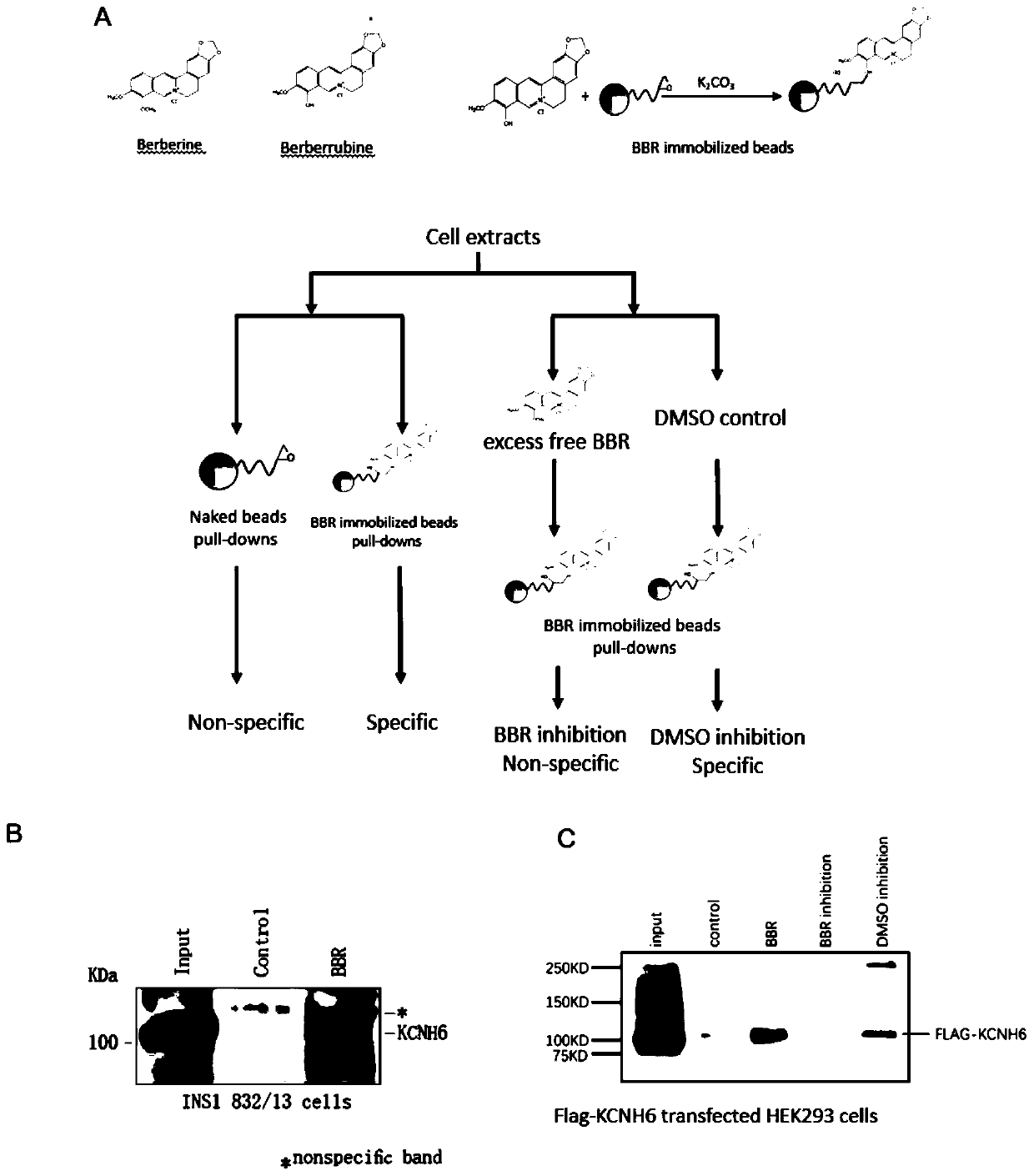 Application berberine (BBR) in regulating functions of KCNH6 protein