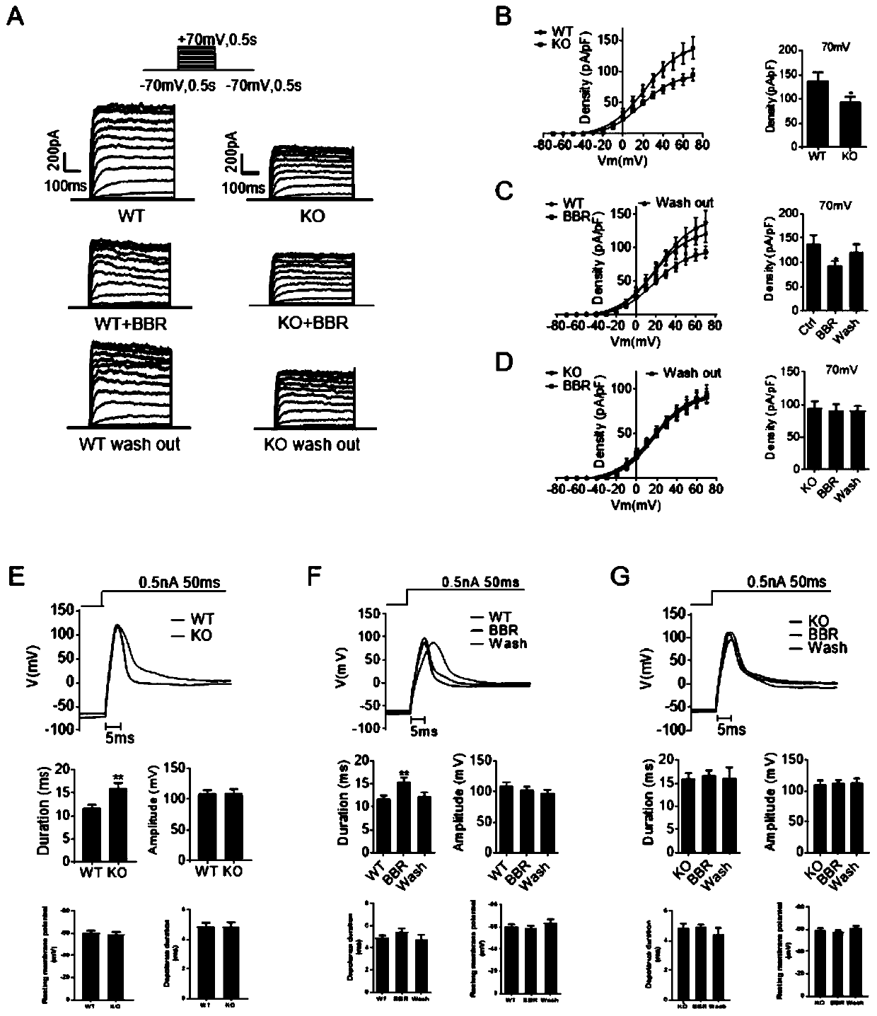 Application berberine (BBR) in regulating functions of KCNH6 protein