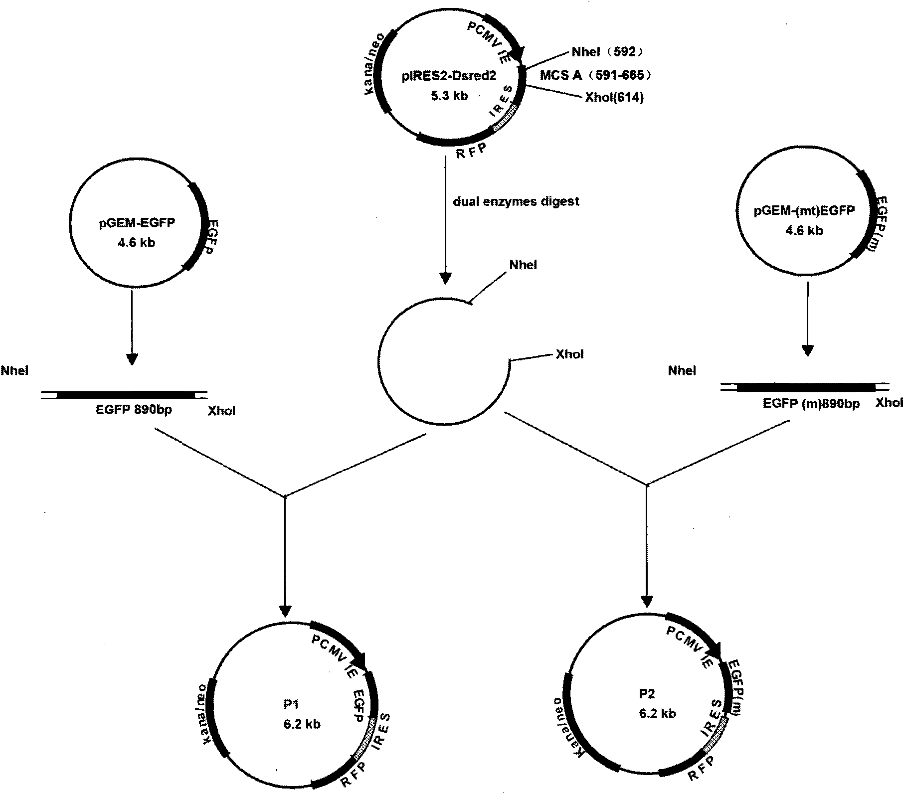 Dual-fluorescence plasmid, dual-fluorescence plasmid-Based method for analyzing deoxyribonucleic acid (DNA) mismatch repair functional activity in living cell and application thereof