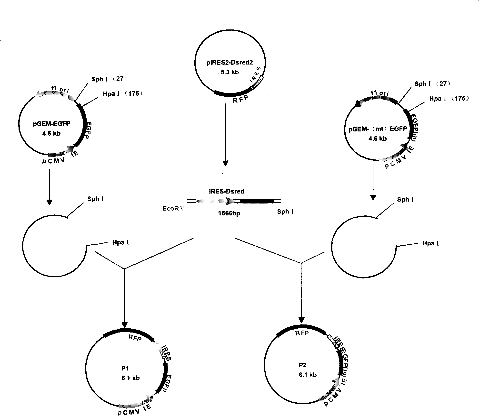 Dual-fluorescence plasmid, dual-fluorescence plasmid-Based method for analyzing deoxyribonucleic acid (DNA) mismatch repair functional activity in living cell and application thereof