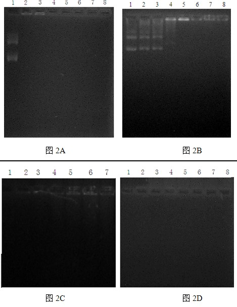 Cationized polysaccharide nanoparticle gene delivery systems and manufacturing method thereof