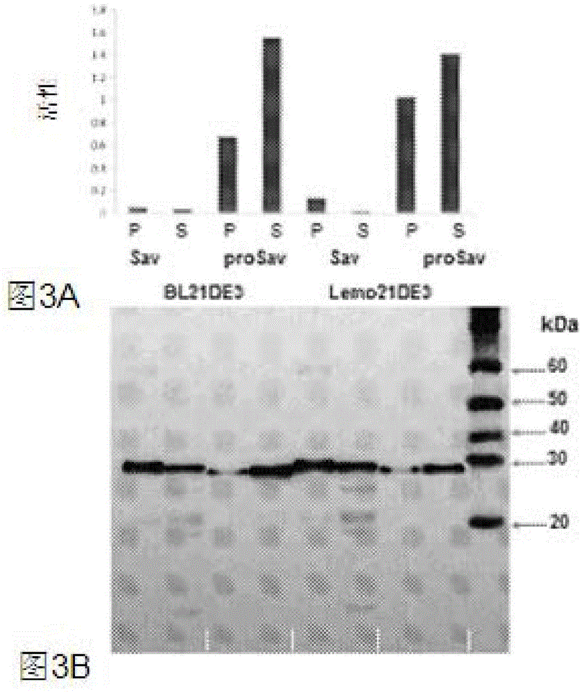 Intein-modified proteases, their production and industrial applications