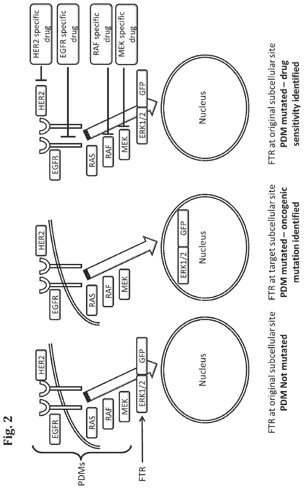 Methods for determining drug response of patient specific mutations