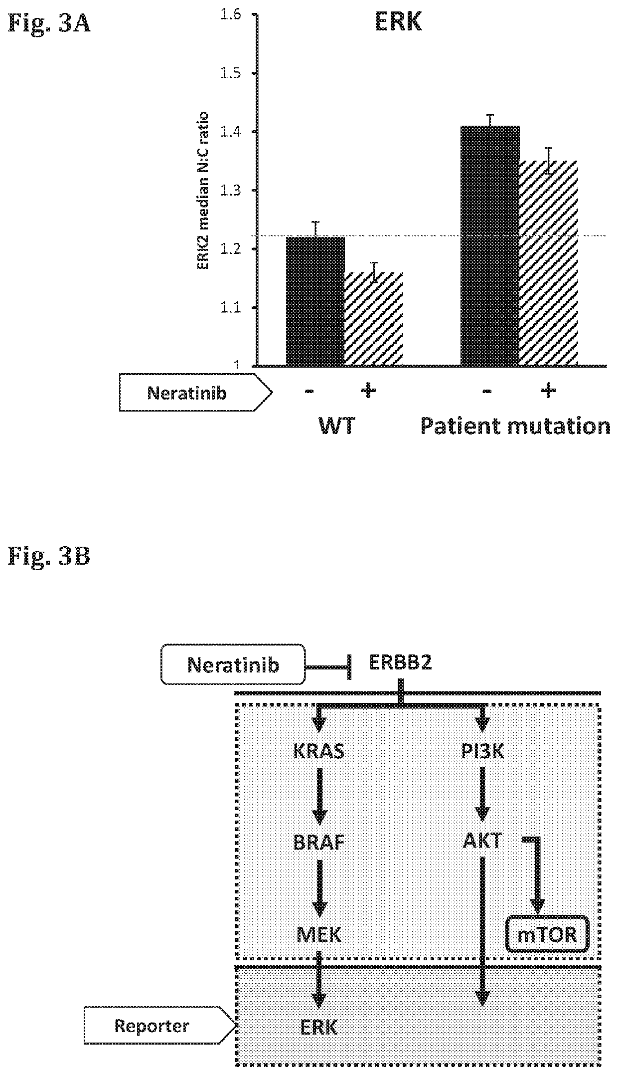 Methods for determining drug response of patient specific mutations