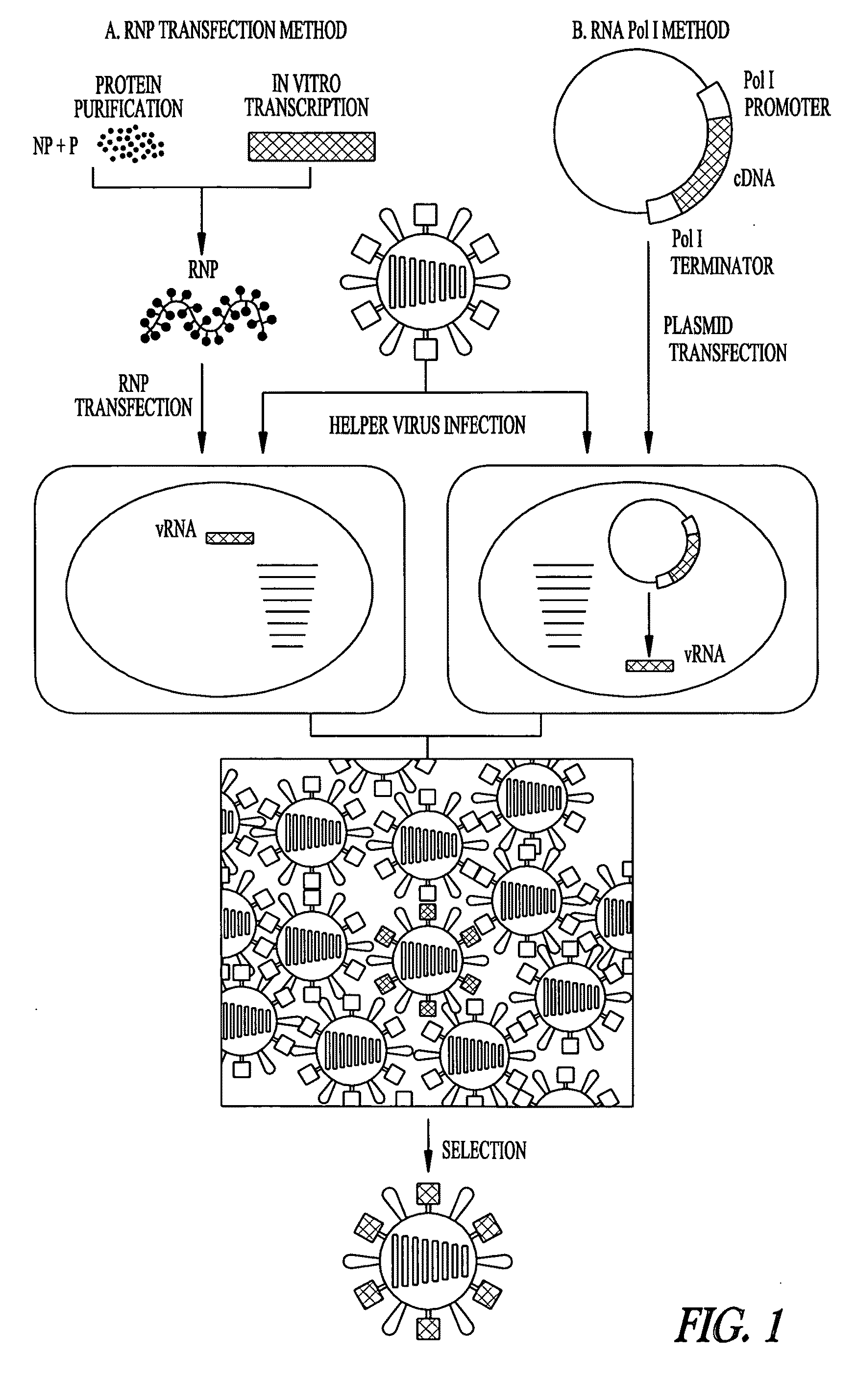 Influenza M2 protein mutant viruses as live influenza attenuated vaccines