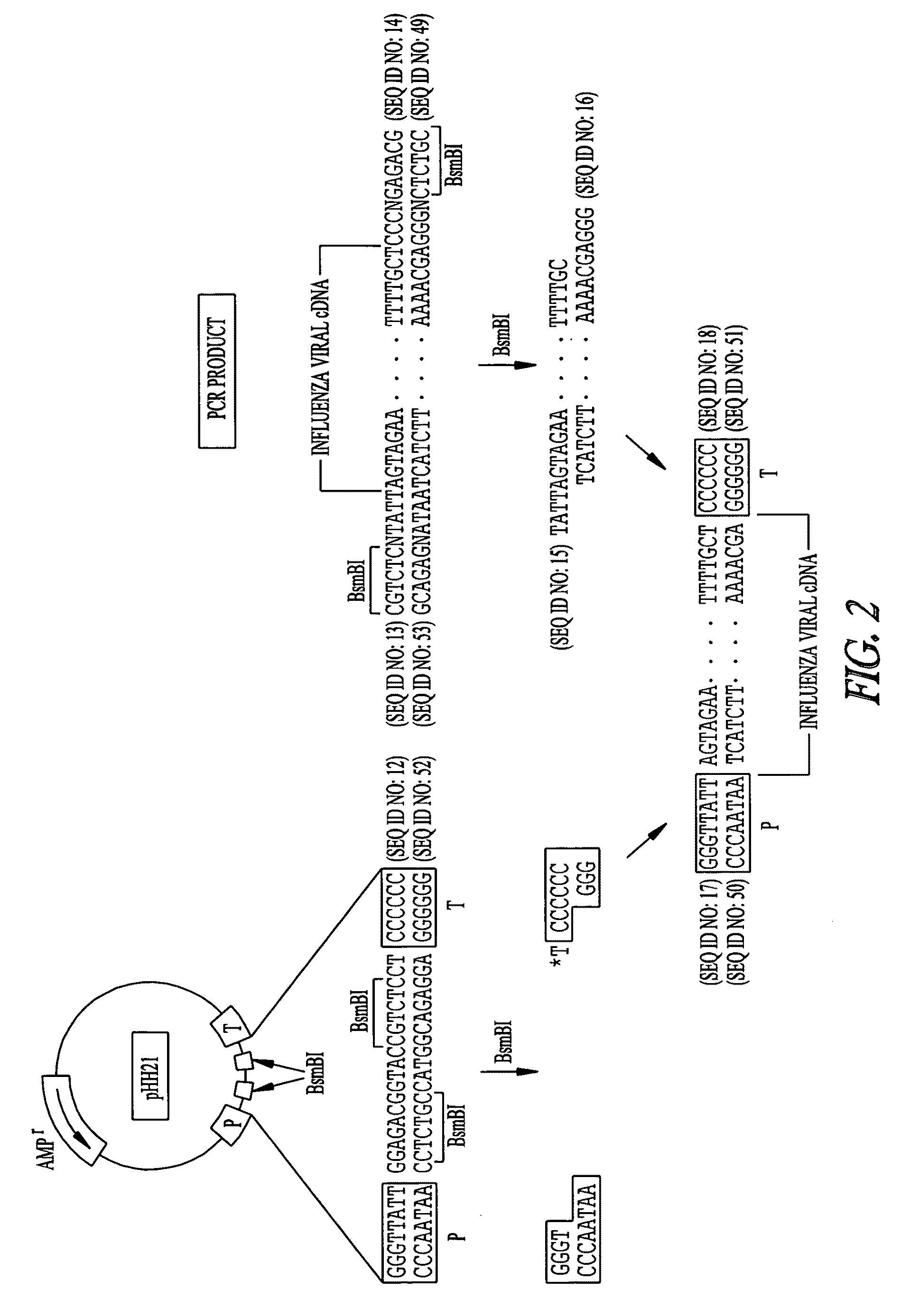 Influenza M2 protein mutant viruses as live influenza attenuated vaccines