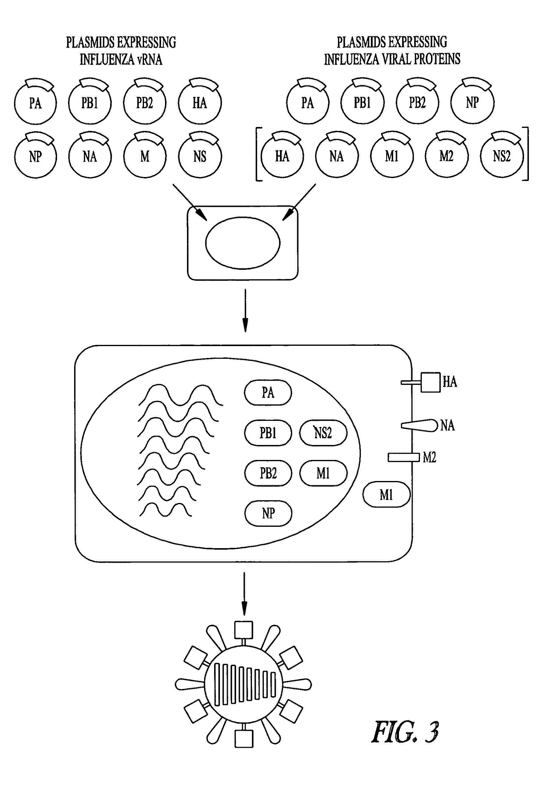 Influenza M2 protein mutant viruses as live influenza attenuated vaccines