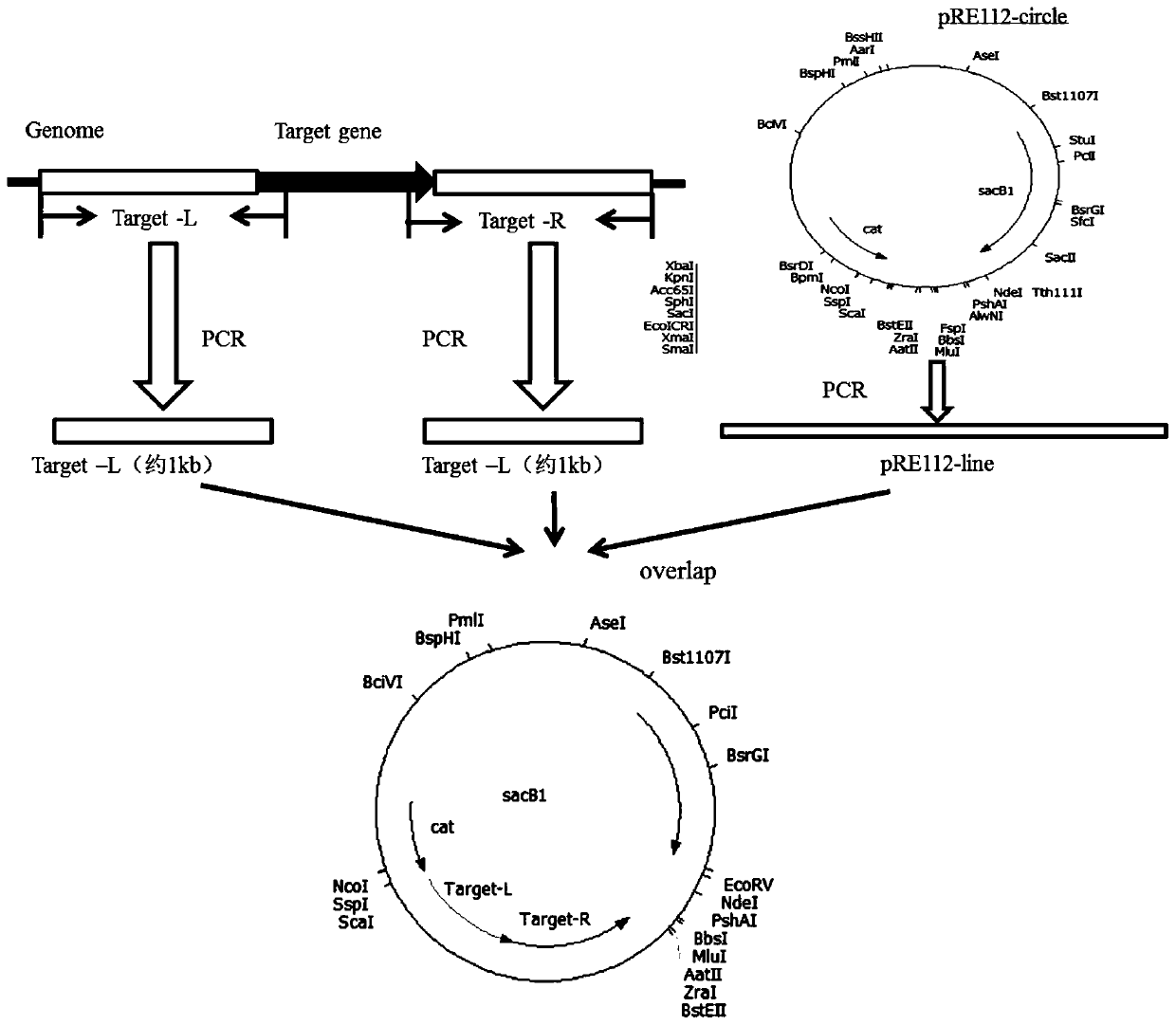 A Live Attenuated Vaccine for Prevention and Control of Aeromonas Haemorrhagic Disease in Aquaculture Animals