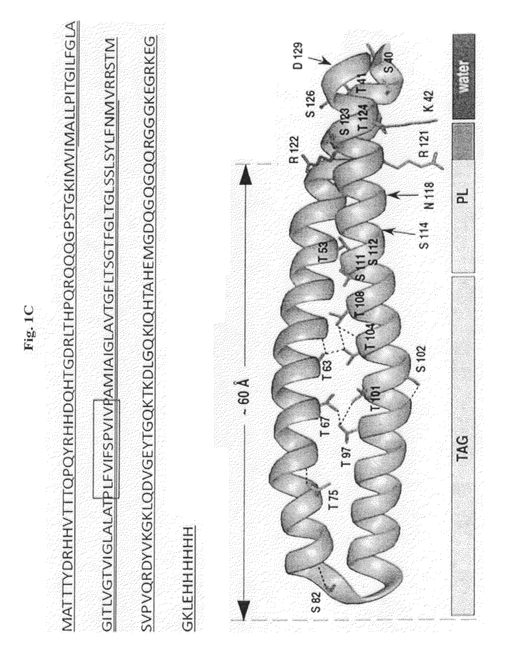 Vesicles and nanostructures from recombinant proteins