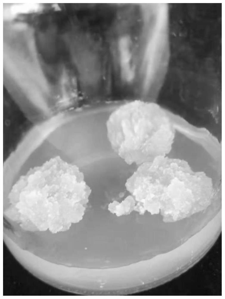 Method for establishing tissue culture regeneration system of gymnocarpos przewalskii organogenesis pathway