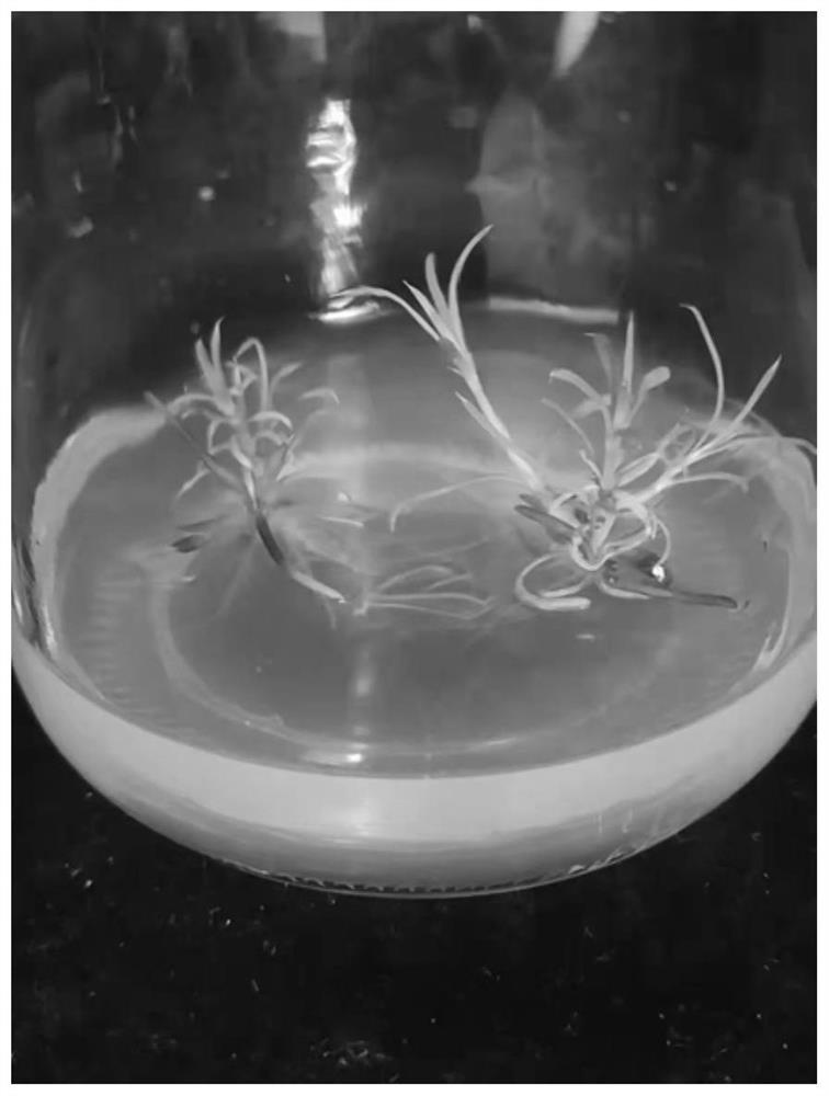 Method for establishing tissue culture regeneration system of gymnocarpos przewalskii organogenesis pathway