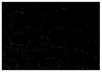 Porous material hole automatic measurement method based on scanning electron microscope image segmentation