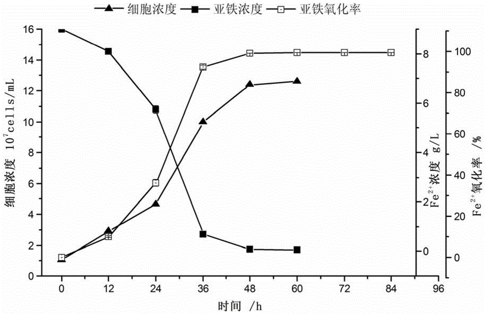 Acidophilic iron-oxidizing composite microbial agent and preparation method thereof