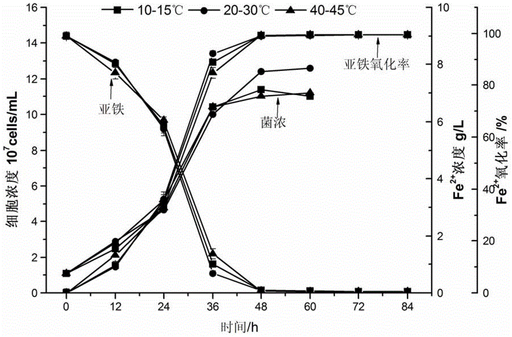 Acidophilic iron-oxidizing composite microbial agent and preparation method thereof