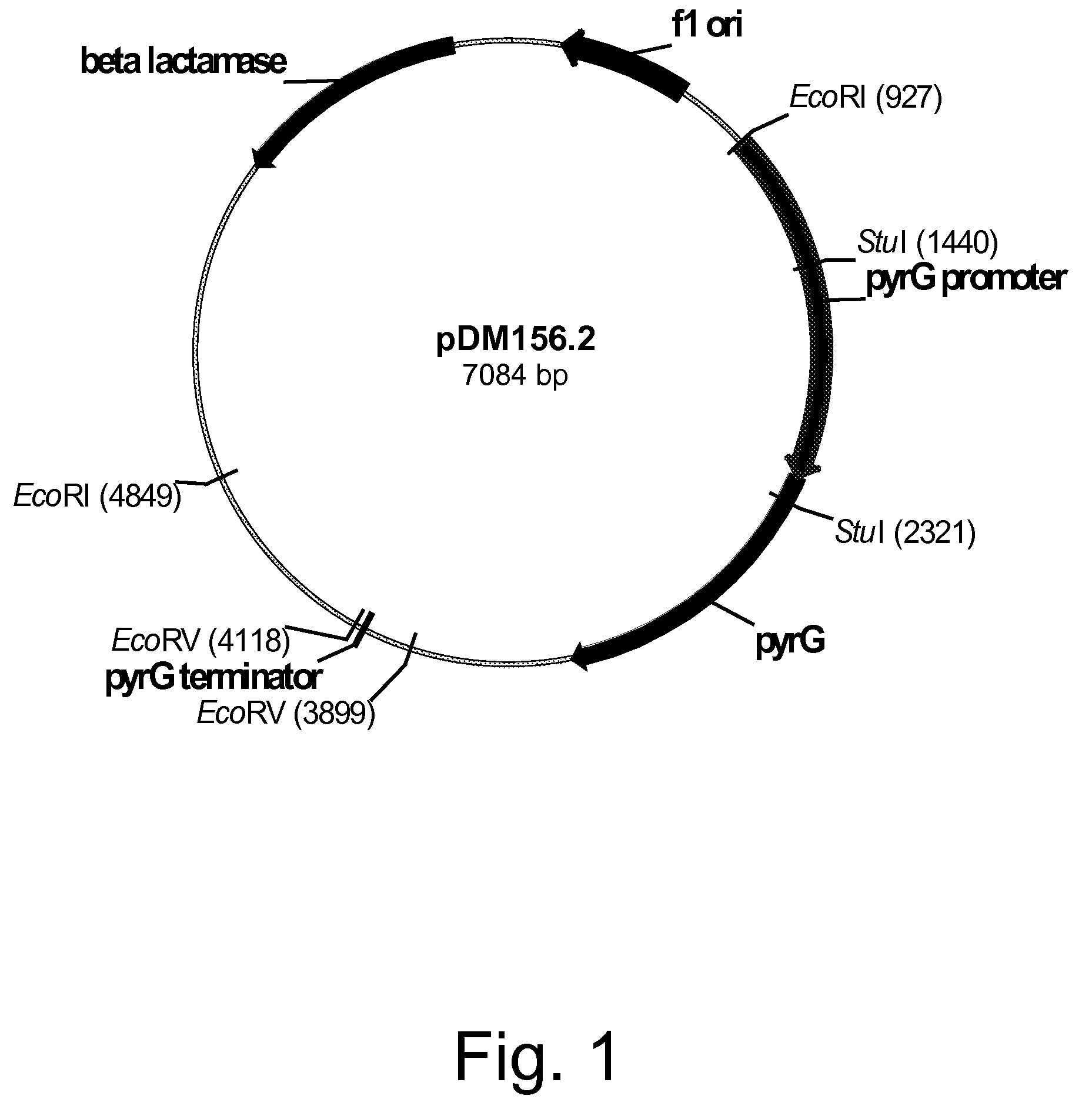 Methods for producing polypeptides in enzyme-deficient mutants of Fusarium venenatum