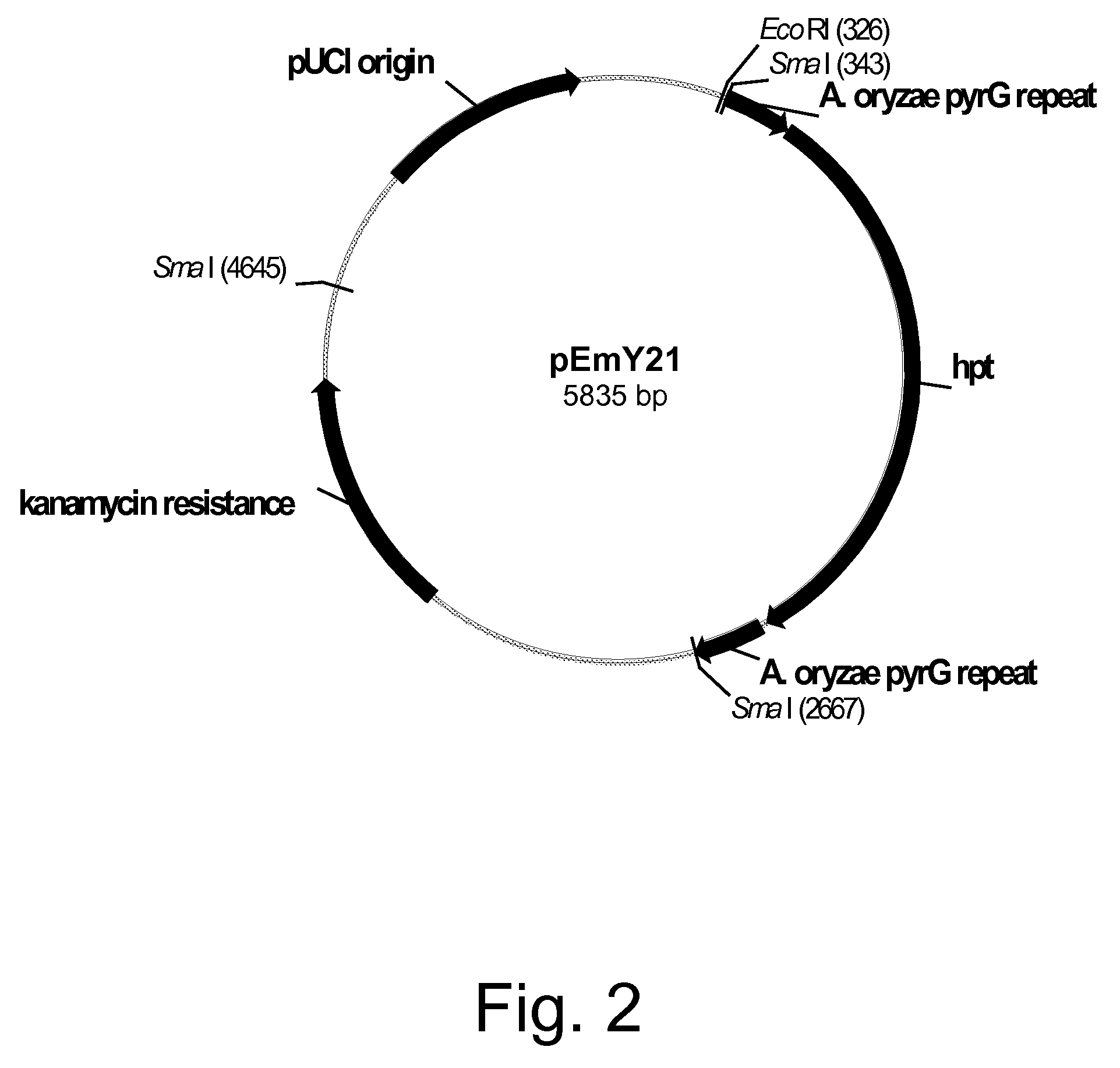 Methods for producing polypeptides in enzyme-deficient mutants of Fusarium venenatum