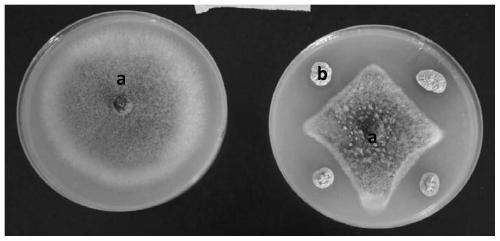 Streptomyces carpaticus and application thereof