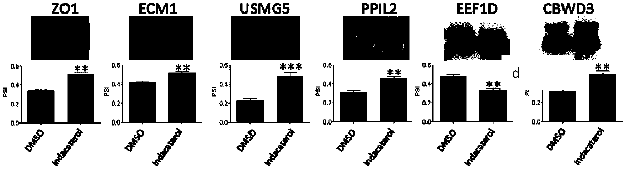 Application of indacaterol in treatment of colorectal cancer