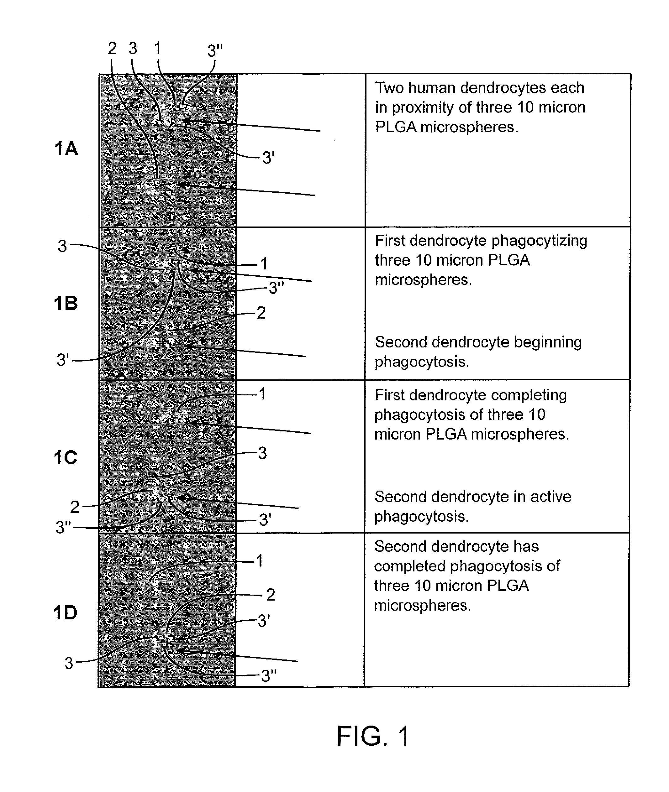 Peptide particle formulation