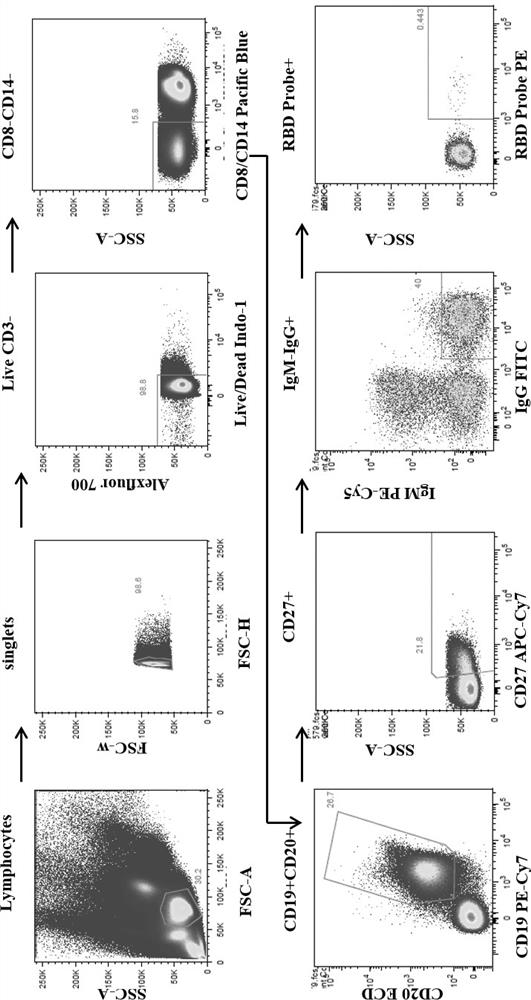 Humanized broad-spectrum anti-novel coronavirus monoclonal antibody and application thereof