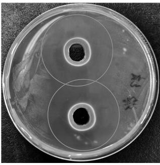 Lactobacillus sp. W8173 and application thereof