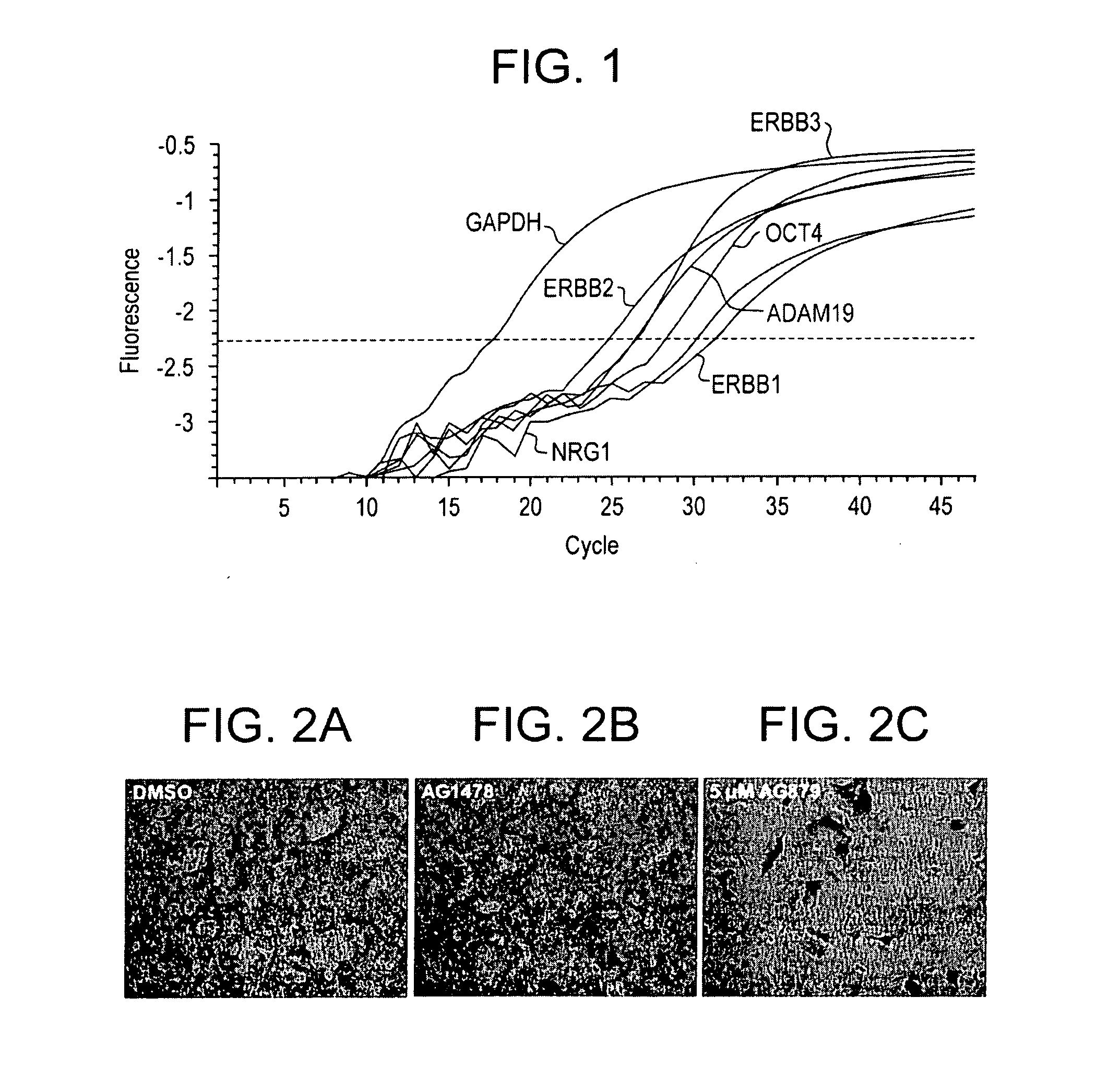 Compositions and methods useful for culturing differentiable cells