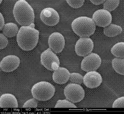 Method for screening yeast CGMCC 4746 capable of producing ethanol in high yield and producing fusel oil in low yield in production of maotai-flavor Chinese distilled spirits and application of method