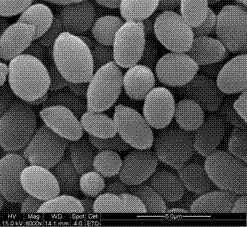 Method for screening yeast CGMCC 4746 capable of producing ethanol in high yield and producing fusel oil in low yield in production of maotai-flavor Chinese distilled spirits and application of method