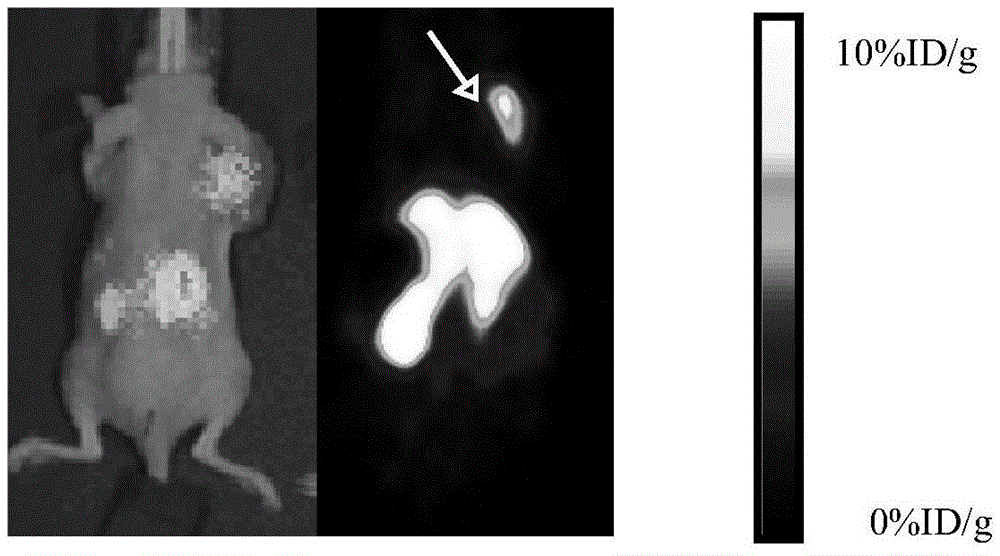 A kind of molecular probe and its preparation method and application