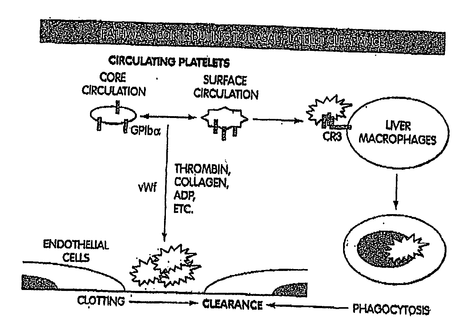 Compositions and methods for prolonging survival of platelets